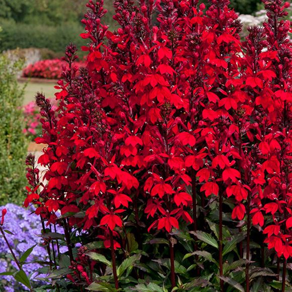 Lobelia - Our Plants - Kaw Valley Greenhouses