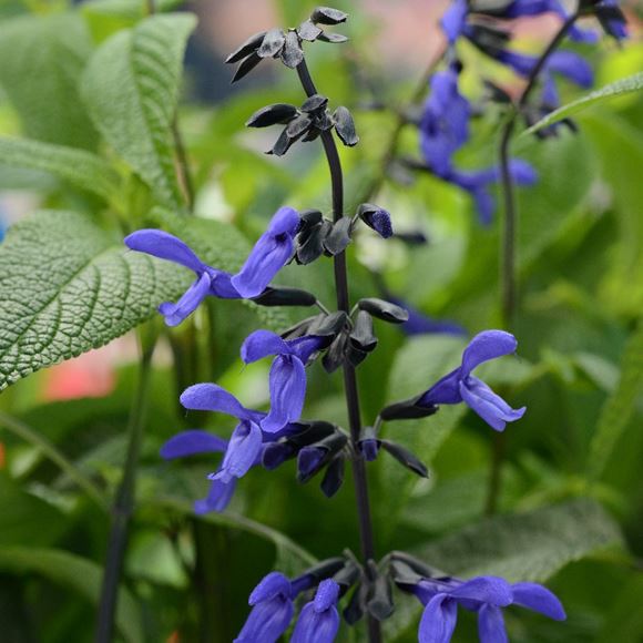Salvia - Our Plants - Kaw Valley Greenhouses