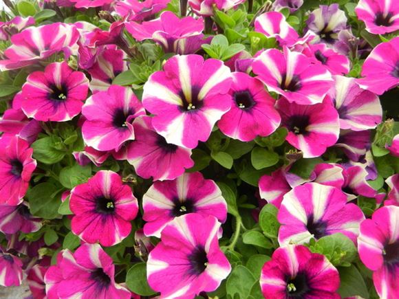 Petunia - Our Plants - Kaw Valley Greenhouses