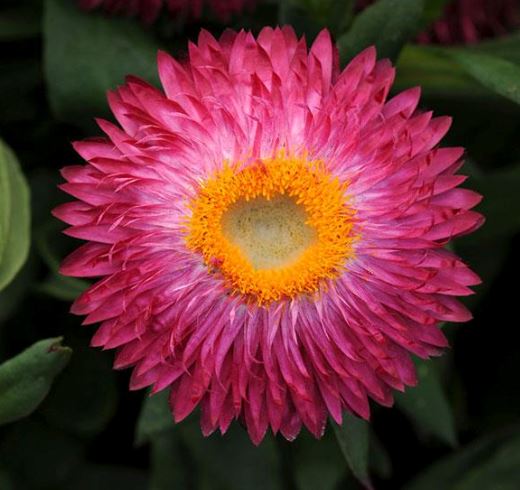 Strawflower - Our Plants - Kaw Valley Greenhouses