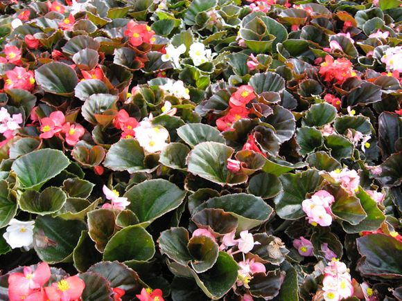 Wax Begonia - Our Plants - Kaw Valley Greenhouses