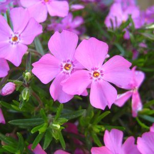 Creeping Phlox, Flowering Moss - Our Plants - Kaw Valley Greenhouses