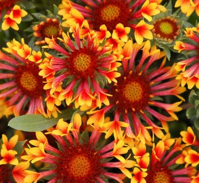 Blanket Flower - Our Plants - Kaw Valley Greenhouses