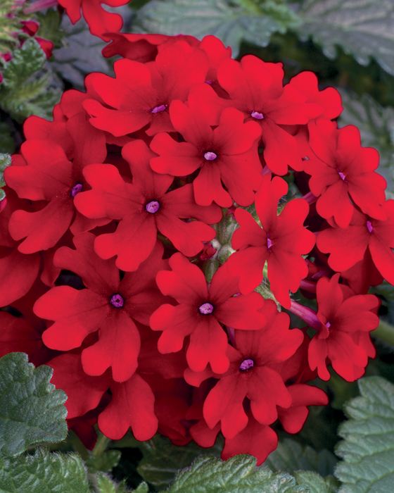 Verbena, Spreading Verbena - Our Plants - Kaw Valley Greenhouses