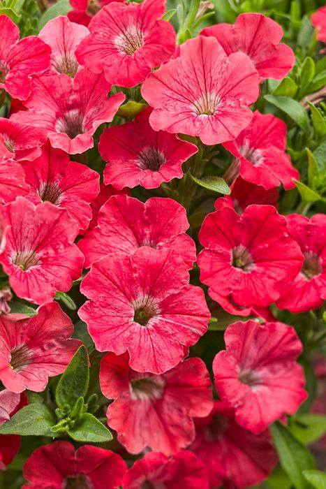 Petunia, Spreading Petunia - Our Plants - Kaw Valley Greenhouses