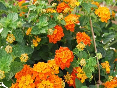 Lantana - Our Plants - Kaw Valley Greenhouses