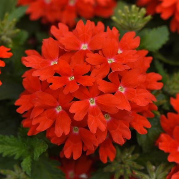 Verbena, Spreading Verbena - Our Plants - Kaw Valley Greenhouses