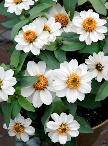 Zinnia - Our Plants - Kaw Valley Greenhouses