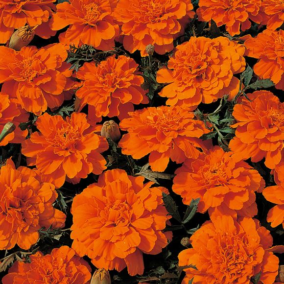 Marigold, French Marigold - Our Plants - Kaw Valley Greenhouses