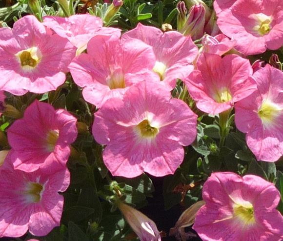 Petunia - Our Plants - Kaw Valley Greenhouses