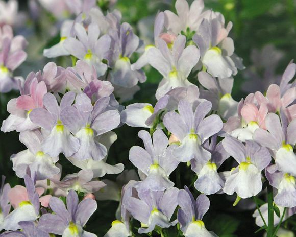 Nemesia - Our Plants - Kaw Valley Greenhouses