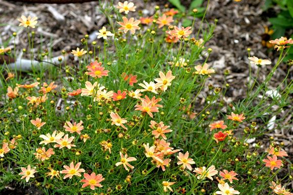 Tickseed, Threadleaf Coreopsis - Our Plants - Kaw Valley Greenhouses