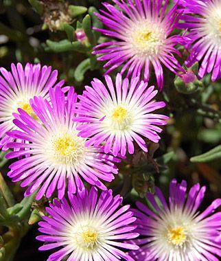 Ice Plant - Our Plants - Kaw Valley Greenhouses