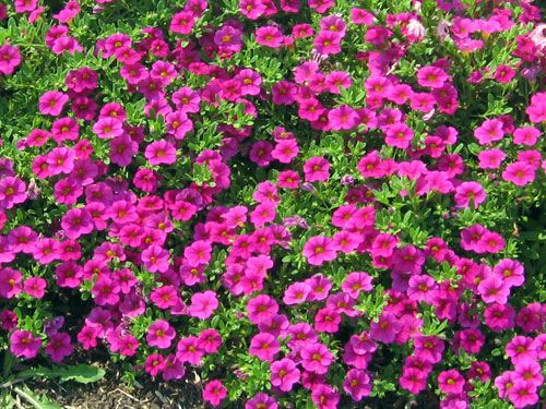 Calibrachoa - Our Plants - Kaw Valley Greenhouses