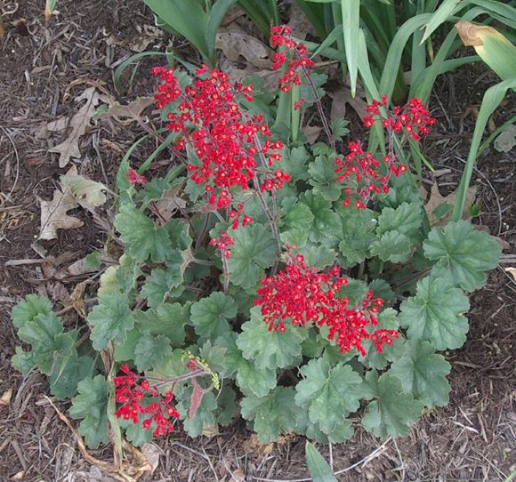 Coral Bells - Our Plants - Kaw Valley Greenhouses