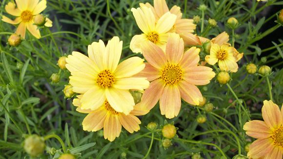 Tickseed, Threadleaf Coreopsis - Our Plants - Kaw Valley Greenhouses