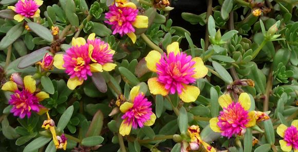 Purslane, Portulaca - Our Plants - Kaw Valley Greenhouses