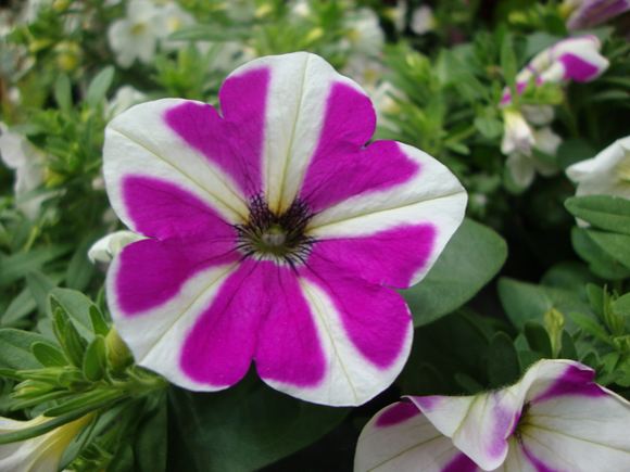Petunia - Our Plants - Kaw Valley Greenhouses