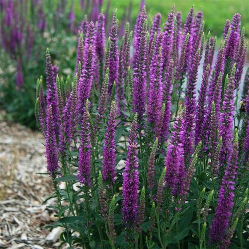 Speedwell - Our Plants - Kaw Valley Greenhouses