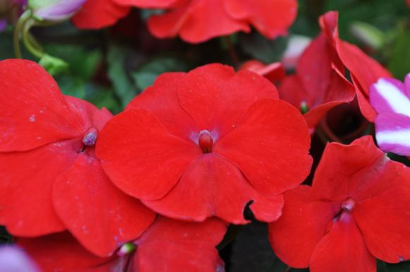 Impatiens - Our Plants - Kaw Valley Greenhouses