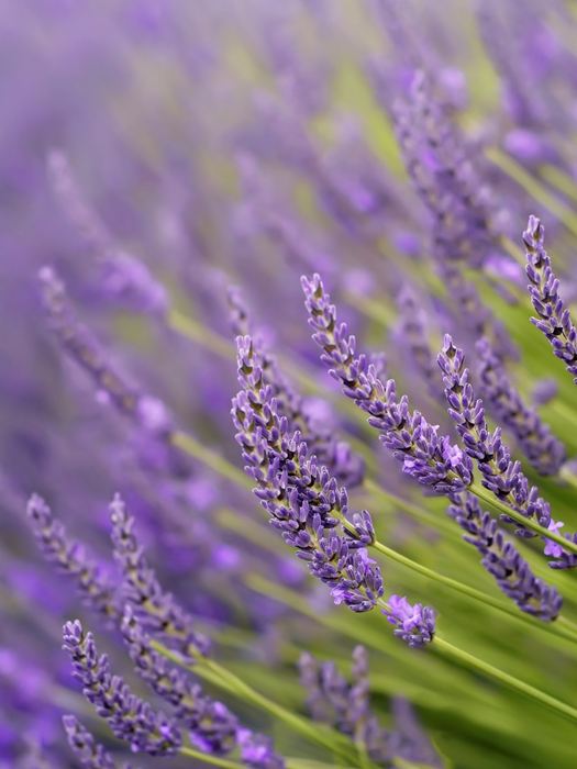 Lavender, French Lavender - Our Plants - Kaw Valley Greenhouses
