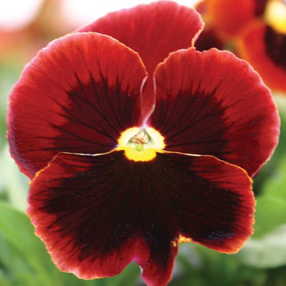 Pansy - Our Plants - Kaw Valley Greenhouses