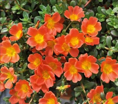 Purslane, Portulaca - Our Plants - Kaw Valley Greenhouses