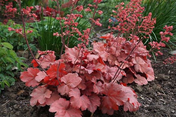 Heuchera deals cherry cola