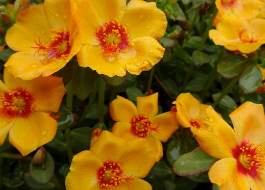 Purslane, Portulaca - Our Plants - Kaw Valley Greenhouses