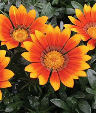 Gazania - Our Plants - Kaw Valley Greenhouses